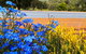 Spring Wildflower (Private) Day Tours - thumb 7