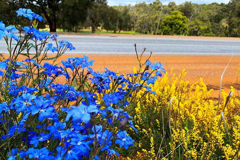 Spring Wildflower (Private) Day Tours - Holiday Cairns 7