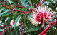 Spring Wildflower (Private) Day Tours - thumb 44