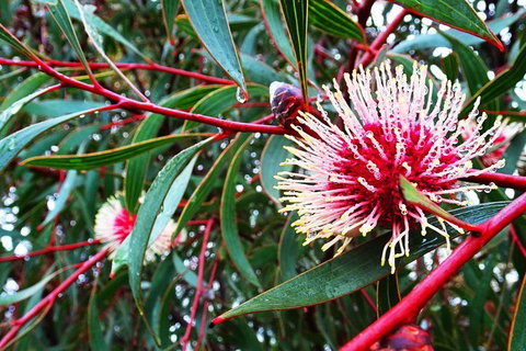 Spring Wildflower (Private) Day Tours - Holiday Cairns 44