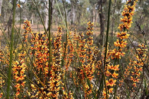 Spring Wildflower (Private) Day Tours - Holiday Cairns 25