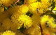Spring Wildflower (Private) Day Tours - thumb 31