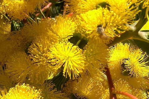 Spring Wildflower (Private) Day Tours - Holiday Cairns 31