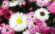 Spring Wildflower (Private) Day Tours - thumb 21