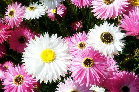 Spring Wildflower (Private) Day Tours - Holiday Cairns 21
