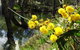 Spring Wildflower (Private) Day Tours - thumb 26