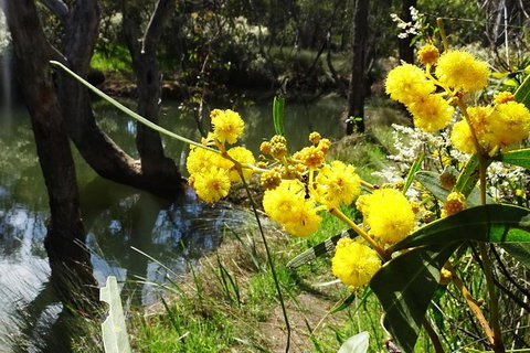 Spring Wildflower (Private) Day Tours - Holiday Cairns 26