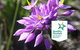 Spring Wildflower (Private) Day Tours - thumb 0