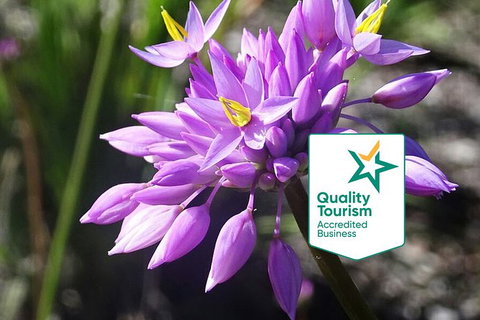 Spring Wildflower (Private) Day Tours - Holiday Cairns 0