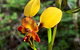 Spring Wildflower (Private) Day Tours - thumb 32