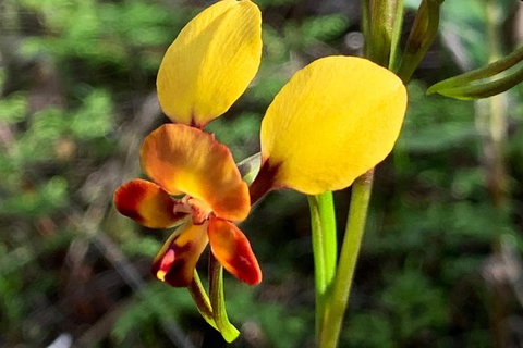 Spring Wildflower (Private) Day Tours - Holiday Cairns 32