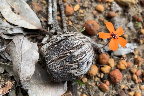 Spring Wildflower (Private) Day Tours - Holiday Cairns 3