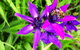 Spring Wildflower (Private) Day Tours - thumb 34