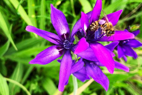 Spring Wildflower (Private) Day Tours - Holiday Cairns 34