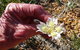 Spring Wildflower (Private) Day Tours - thumb 6