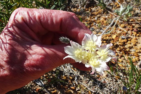 Spring Wildflower (Private) Day Tours - Holiday Cairns 6