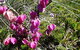Spring Wildflower (Private) Day Tours - thumb 43