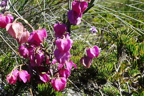 Spring Wildflower (Private) Day Tours - Holiday Cairns 43