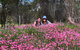 Spring Wildflower (Private) Day Tours - thumb 24