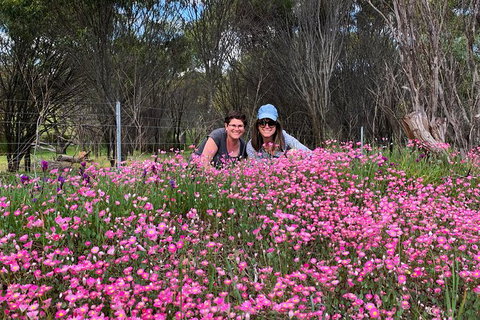 Spring Wildflower (Private) Day Tours - Holiday Cairns 24