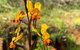 Spring Wildflower (Private) Day Tours - thumb 19