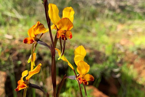 Spring Wildflower (Private) Day Tours - Holiday Cairns 19