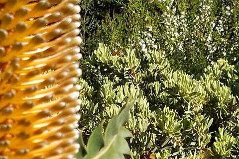 Spring Wildflower (Private) Day Tours - Holiday Cairns 33