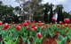 Spring Wildflower (Private) Day Tours - thumb 22