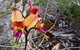Spring Wildflower (Private) Day Tours - thumb 45