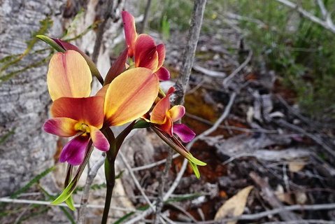 Spring Wildflower (Private) Day Tours - Holiday Cairns 45