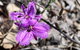 Spring Wildflower (Private) Day Tours - thumb 39
