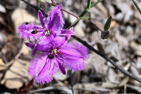 Spring Wildflower (Private) Day Tours - Holiday Cairns 39