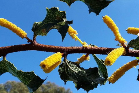 Spring Wildflower (Private) Day Tours - Holiday Cairns 1