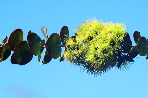 Spring Wildflower (Private) Day Tours - Holiday Cairns 41