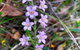 Spring Wildflower (Private) Day Tours - thumb 40