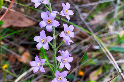 Spring Wildflower (Private) Day Tours - Holiday Cairns 40