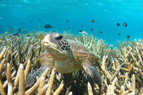 Coral Bay 3-Hour Turtle Ecotour - Holiday Cairns 0