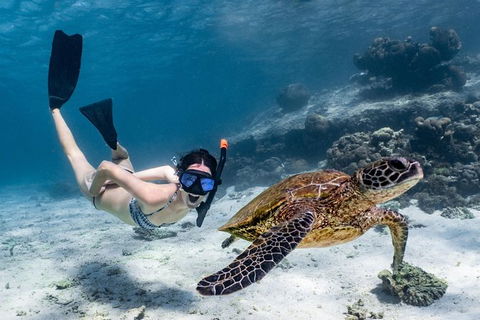 Coral Bay 3-Hour Turtle Ecotour - Holiday Cairns 3
