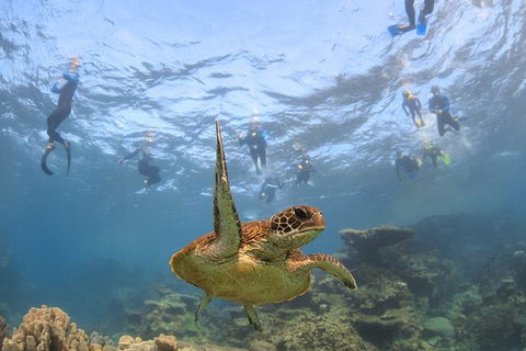 Coral Bay 3-Hour Turtle Ecotour - Holiday Cairns 4