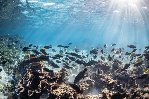 Coral Bay 3-Hour Turtle Ecotour - Holiday Cairns 5