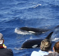 Bremer Canyon Killer Whale Orca Expedition - Holiday Cairns