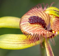 Orchids and Wildflowers Photographic Day tour from Perth - Holiday Cairns