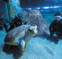 Dive with Sharks at AQWA - Holiday Cairns