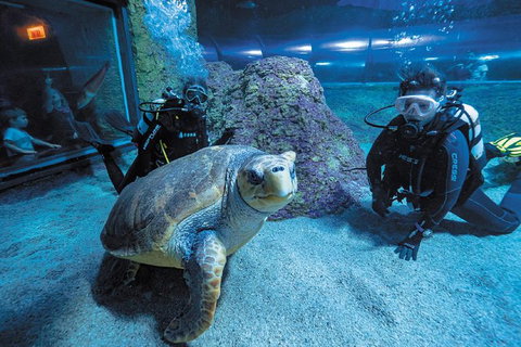 Dive With Sharks At AQWA - Holiday Cairns 0