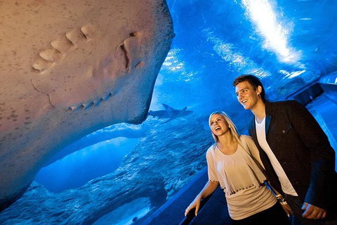 Dive With Sharks At AQWA - Holiday Cairns 9