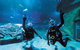 Dive With Sharks At AQWA - thumb 5