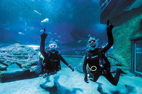 Dive With Sharks At AQWA - Holiday Cairns 5