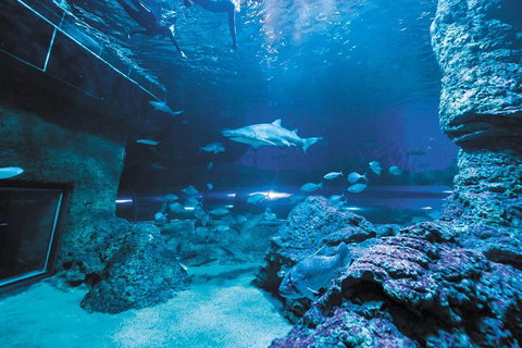 Dive With Sharks At AQWA - Holiday Cairns 2