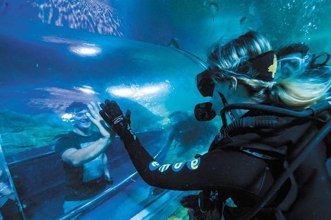 Dive With Sharks At AQWA - Holiday Cairns 6