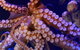 Dive With Sharks At AQWA - thumb 11